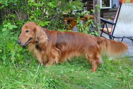 Jamnik d�ugow�osy standardowy - Ch. Pl. SHEMSU SHAURI Kollapsar